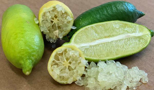 Fingerlimette Faustrime Microcitrus australasica