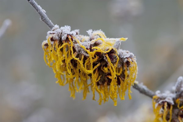 Gartenarbeit im Januar Luber Zaubernuss, Hamamelis intermedia Barmstedts Gold