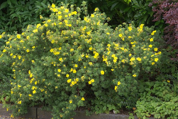Gelber Fingerstrauch, Potentilla fruticosa