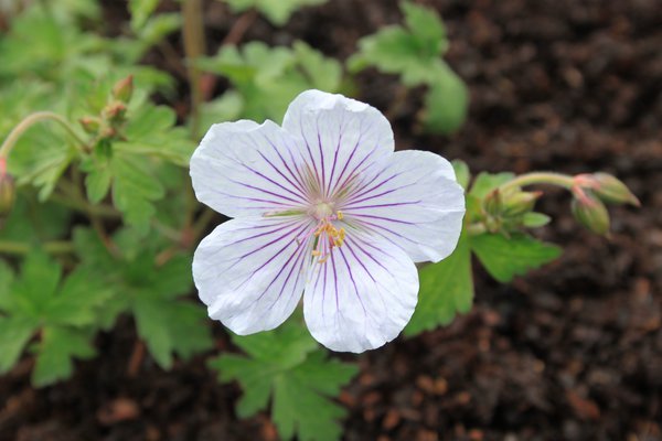 Geranium himalayense 'Derrick Cook'