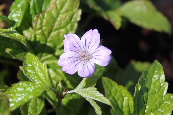 Geranium nodosum