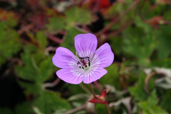 Geranium wallichianum 'Bloom Time' (S) Storchschnabel