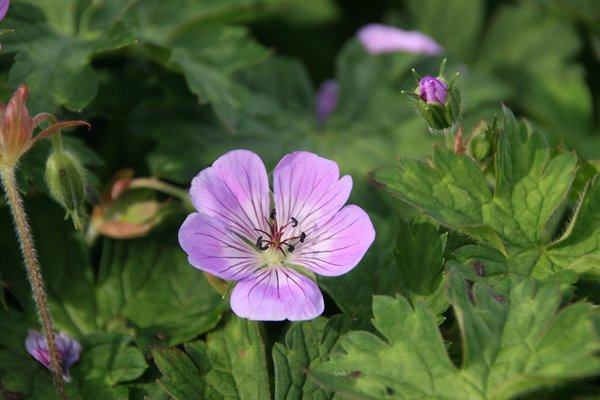 Geranium wallichianum 'Sweet Heidi' 