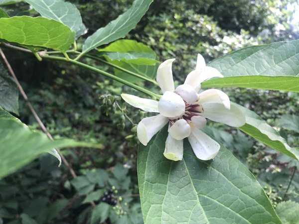 Gewürzstrauch Venus (Calycanthus floridus Venus)