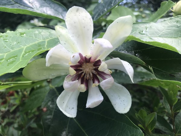 Gewrzstrauch 'Venus' (Calycanthus floridus 'Venus')