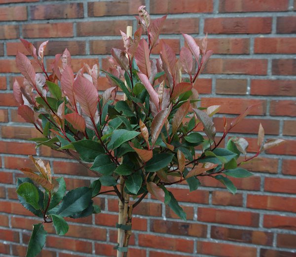 Glanzmispel Hochstamm 'Little Red Robin', Photinia fraseri 'Little Red Robin'