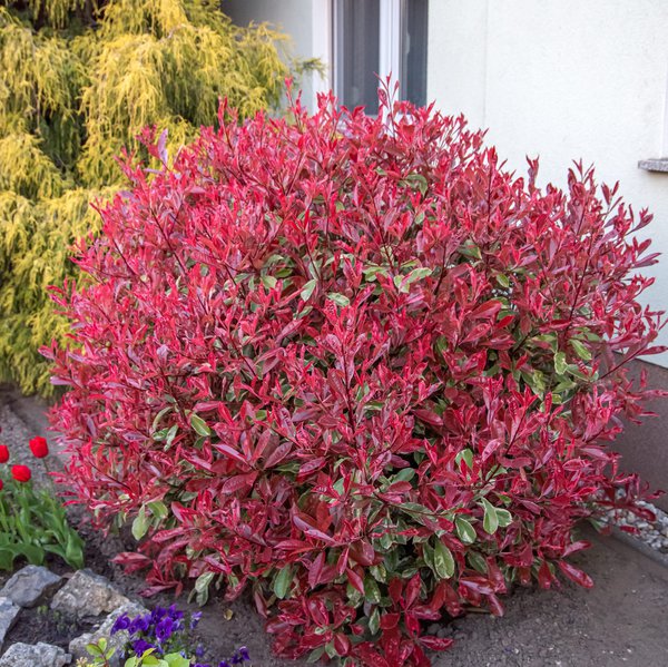 Glanzmispel 'Pink Marble, Photinia fraseri 'Pink Marble'