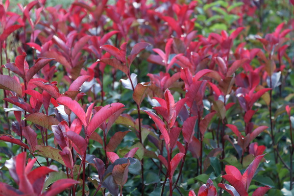 Glanzmispel 'Red Robin' (Photinia fraseri) Glanzmispel 'Red Robin' (Photinia fraseri)