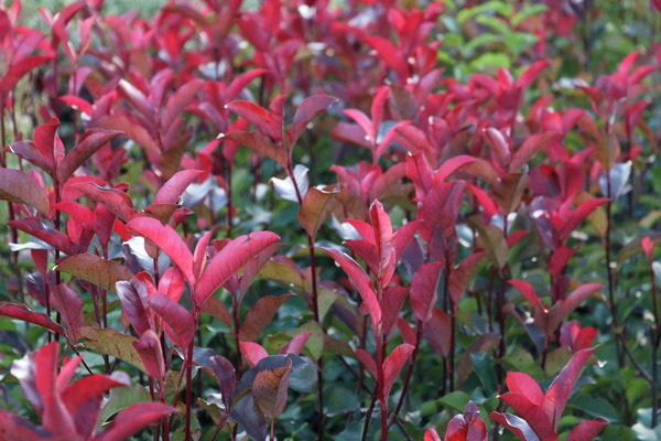 Glanzmispel 'Red Robin' (Photinia fraseri)