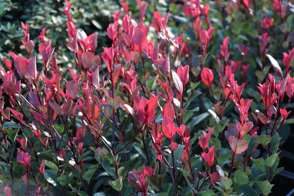 Zwerg-Glanzmispel 'Little Red Robin' (Photinia fraseri) Zwerg-Glanzmispel 'Little Red Robin' (Photinia fraseri)