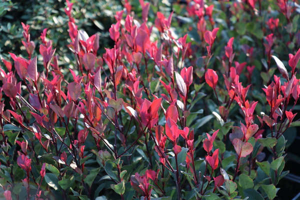 Photinia Little Red Robin Zwerg-Glanzmispel im Herbst, Winterharte Gehölze für den Kübel