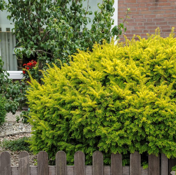 Goldene Straucheibe 'Semperaurea' Taxus baccata 'Semperaurea'