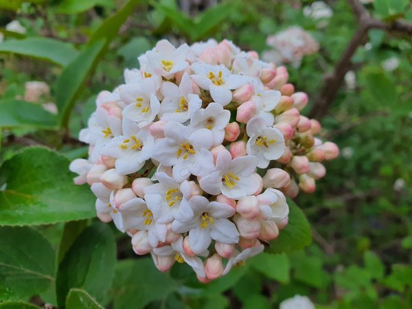 Schneeballstrauch, Grossblumiger Duft-Schneeball, Blüte