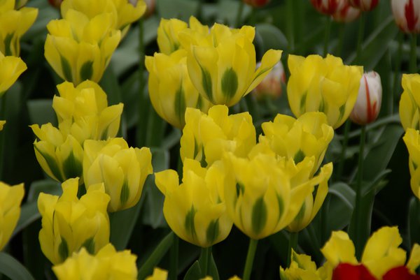 Grüne-Tulpe 'Yellow springgreen' (Tulipa 'Yellow springgreen')