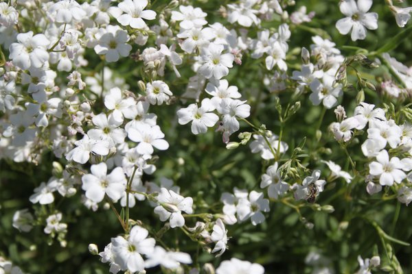 Gypsophila repens Filou White