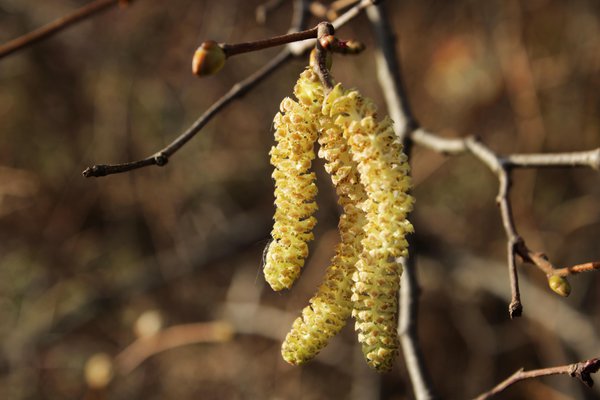 Haselnuss 'Corabel', Corylus avellana