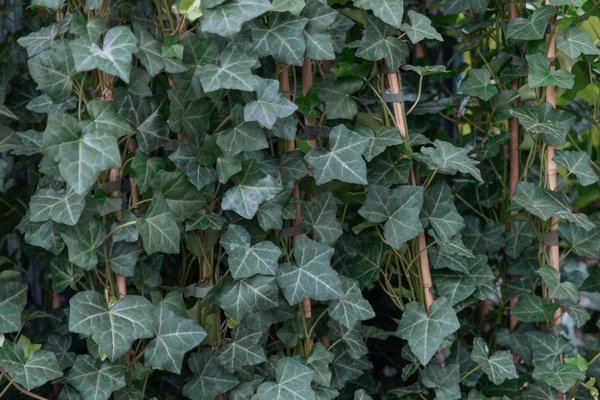 Efeu 'Plattensee', Hedera helix