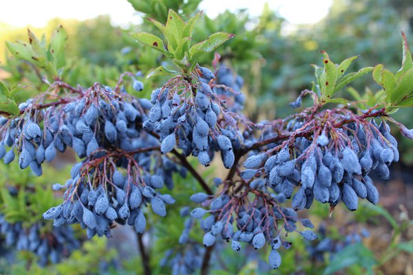 Heidelbeere Blautropf, Pflanzenzüchtung