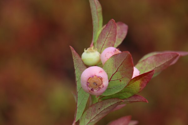 Heidelbeere, Kulturheidelbeere, Pink Bonbons, Vaccinium corymbosum Heidelbeere, Kulturheidelbeere, Pink Bonbons, Vaccinium corymbosum