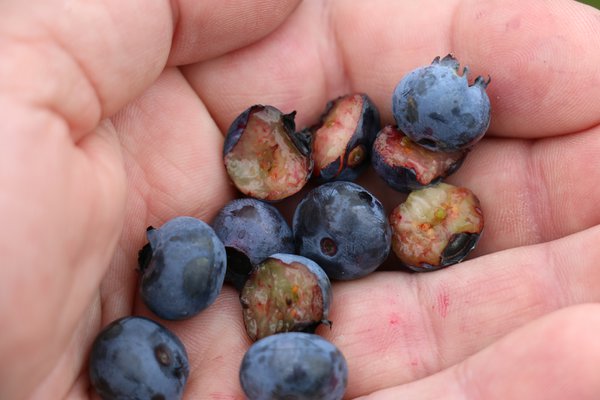 Superfood Heidelbeeren Rubel Lubera