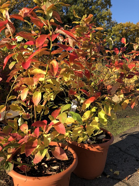 Luberissima Heidelbeere Yelloberry Blue Lubera