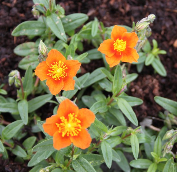 Helianthemum x cultivars 'Bronzeteppich' 