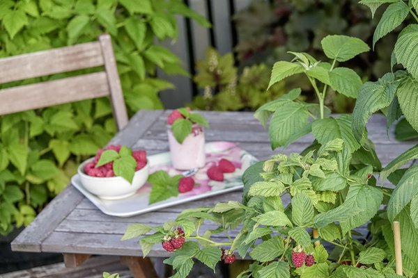 Lowberry® Little Red Princess®