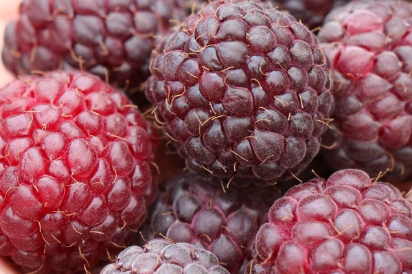 Rubus, himbeeren pflücken