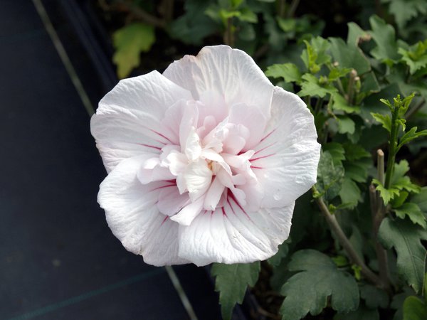 Hibiskus, Eibisch 'China Chiffon' (Hibiscus syriacus 'China Chiffon')