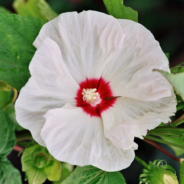Staudenhibiskus, Lubera