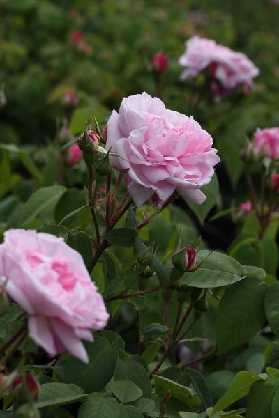 Historische Rose Fantin Latour