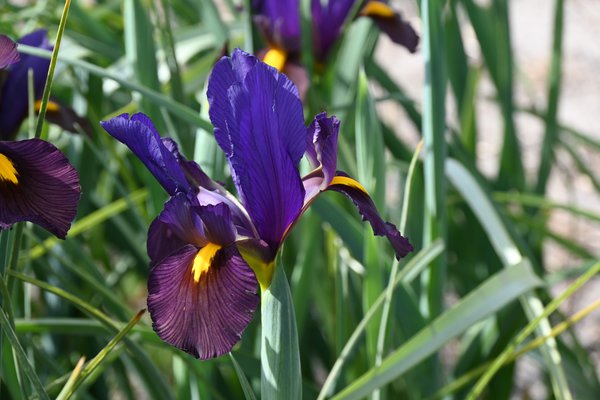 Iris hollandica 'Tigereye'®
