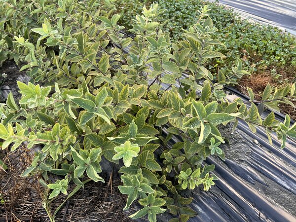 Honigbeere 'Blue Moon', Lonicera caerulea, Trockenheit 2026