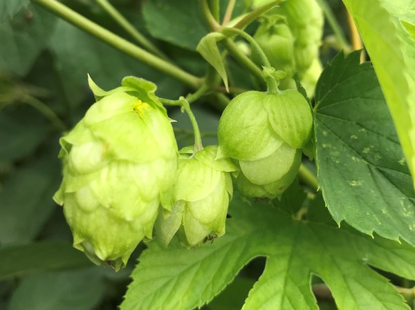 Hopfen, Humulus Iupulus, Kent Golding, Hopfen anpflanzen