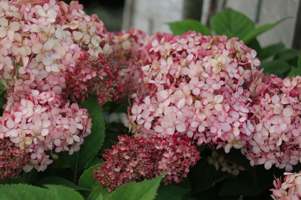 Hydrangea arborescens Ruby Annabelle