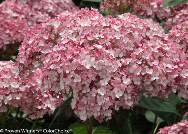 Hortensie, Schneeballhortensie 'Sweet Annabelle'® (Hydrangea arborescens 'Sweet Annabelle'®) Hortensie, Schneeballhortensie 'Sweet Annabelle'® (Hydrangea arborescens 'Sweet Annabelle'®)