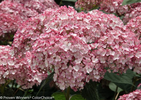 Hortensie, Schneeballhortensie 'Sweet Annabelle' (Hydrangea arborescens 'Sweet Annabelle')