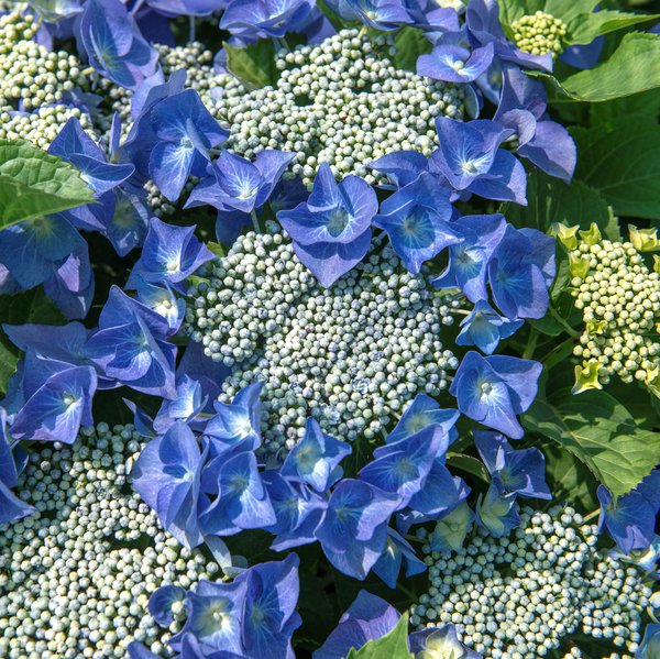 Hortensie Tellerhortensie 'Blaumeise' Hydrangea macrophylla 'Blaumeise'