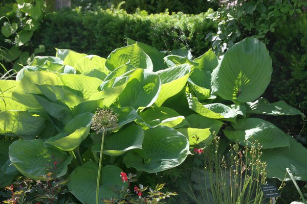 Hosta x cultivars Sum and Substance Funkie