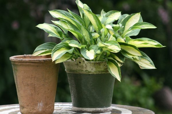 Hosta x cultorum Gipsy Rose, Hosta pflanzen