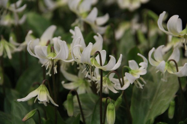 Erythronium 'White Beauty'