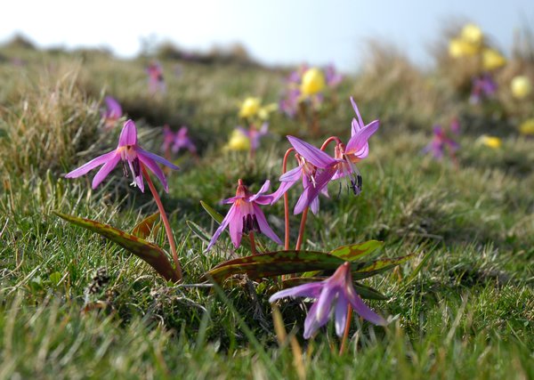 Erythronium dens-canis