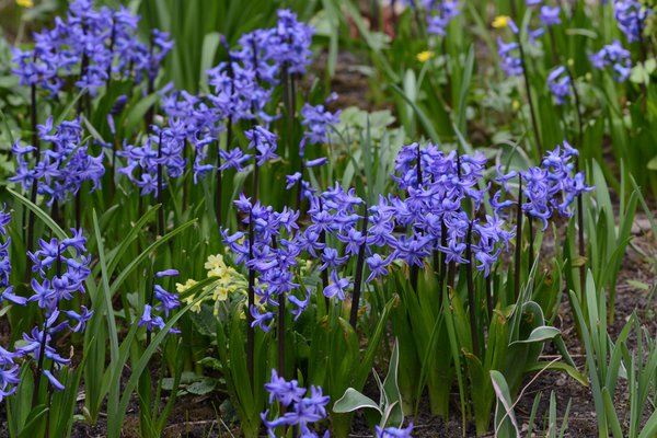 Hyazinthe Anastasia Hyacinthus orientalis Anastasia