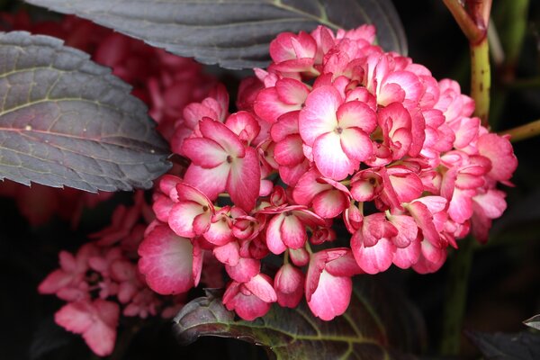 Bauernhortensie (Hydrangea macrophylla) 'Eclipse'