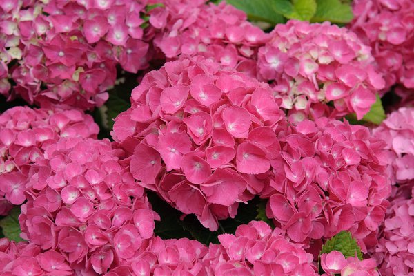 Ballhortensie 'Schöne Bautznerin' Hydrangea macrophylla 'Schöne Bautznerin' Ballhortensie 'Schöne Bautznerin' Hydrangea macrophylla 'Schöne Bautznerin'