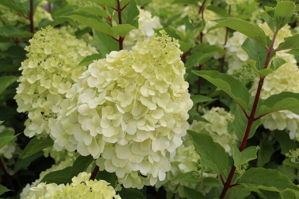 Hydrangea paniculata 'Polar Bear'