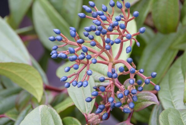 Viorne de David Viburnum davidii au feuillage persistant et aux baies bleues