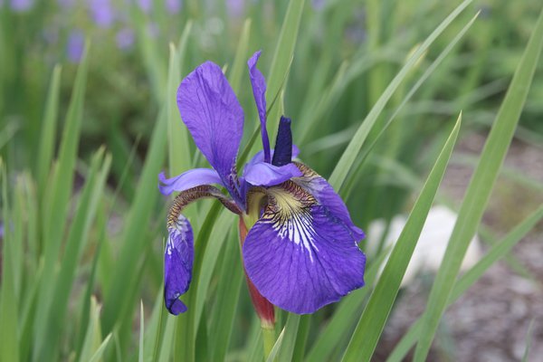 Sibirische Iris 'Mountain Lake'