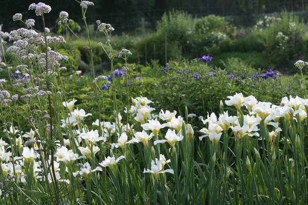 Sibirische Iris 'White Swirl'