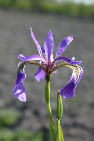 Iris versicolor